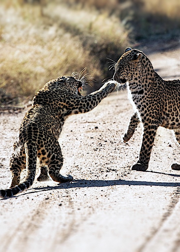 Leopard fighting