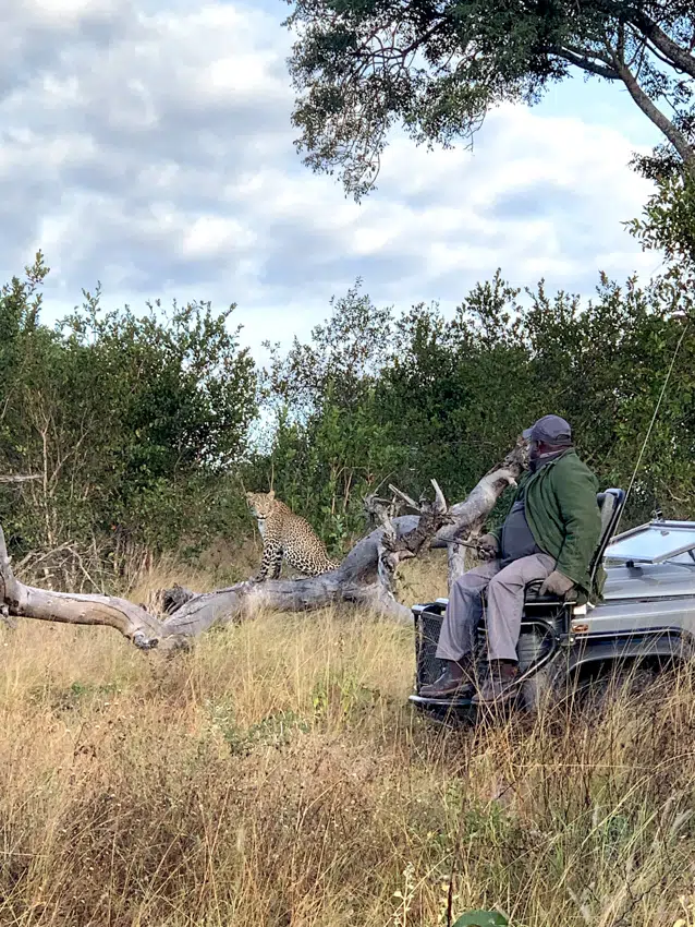 Leopard on game drive