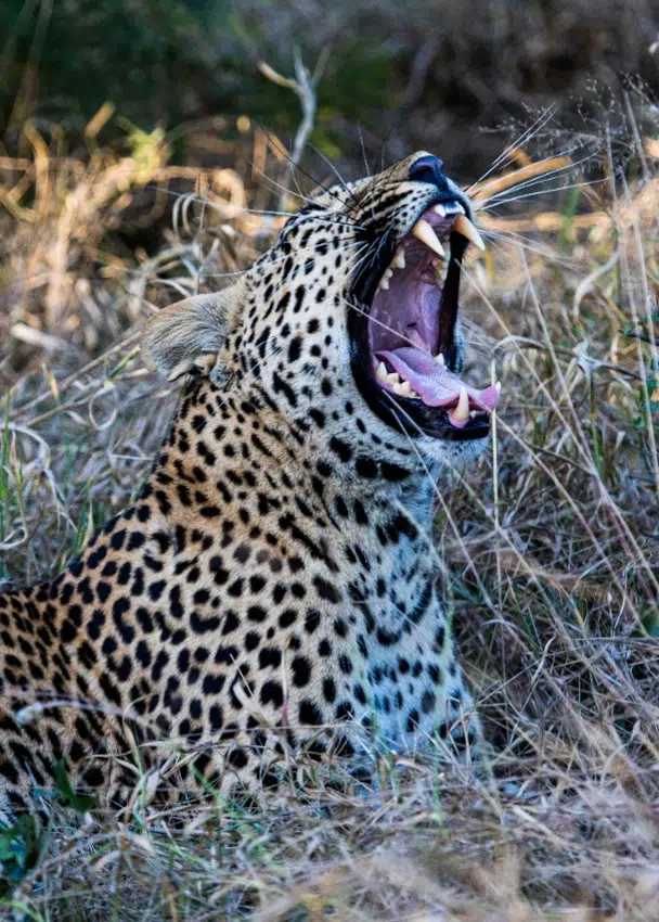 Leopard yawning