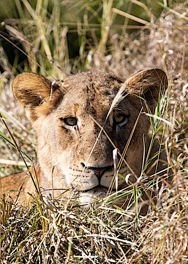 Lion Silvan safari