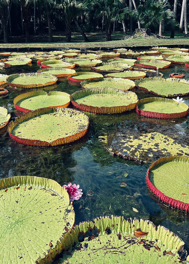 Giant water lilies at Sir Seewoosagur Ramgoolam Botanical Garden.